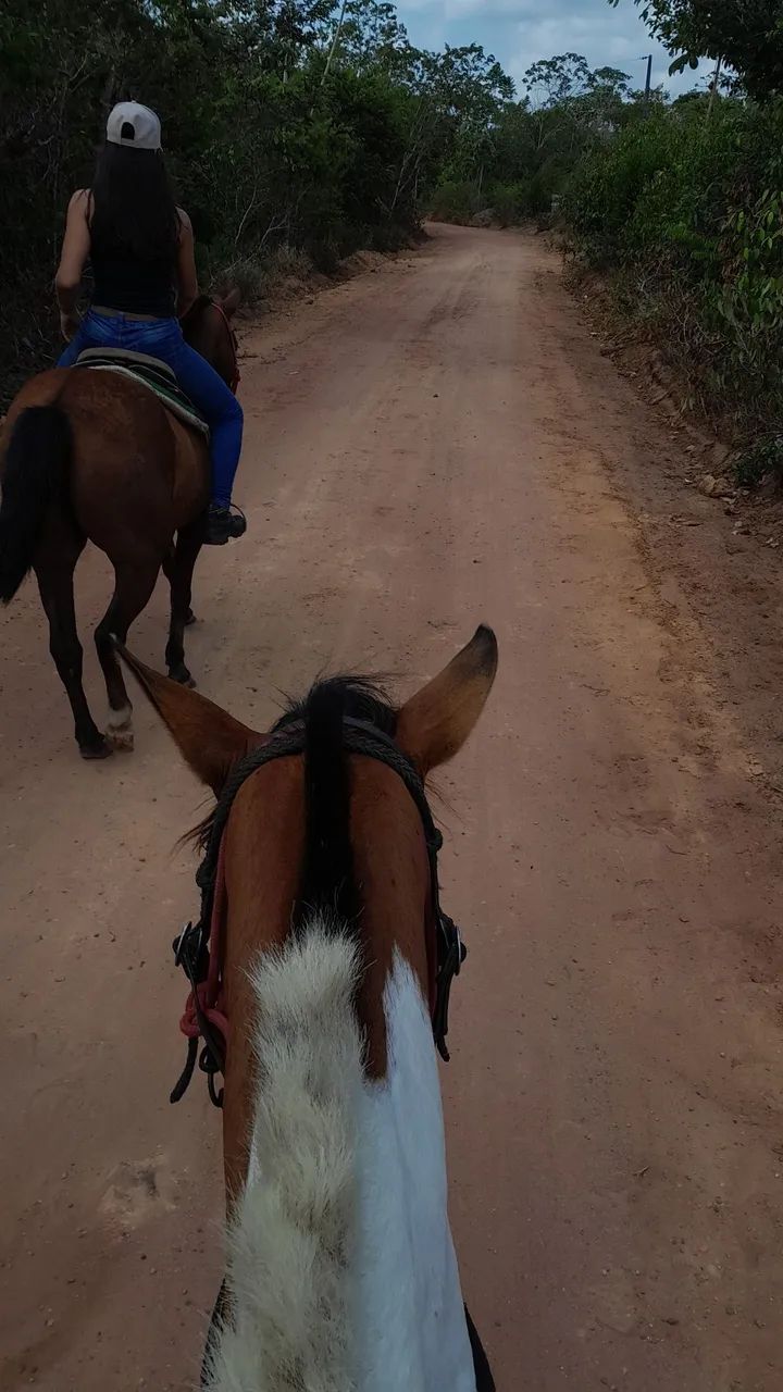 Potra pampa mangalarga com piquira - Foto 3