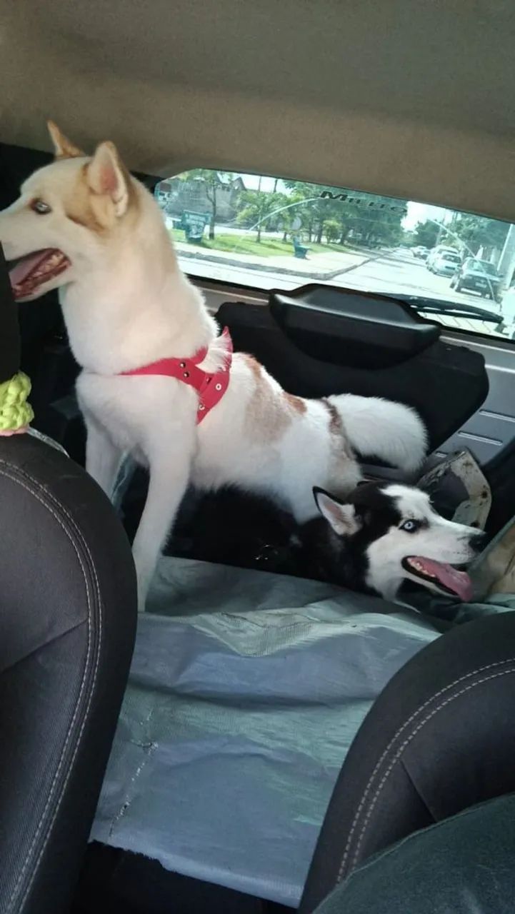 Filhote de Husky Siberiano, 1 mês de idade. Olhos azuis  - Foto 5