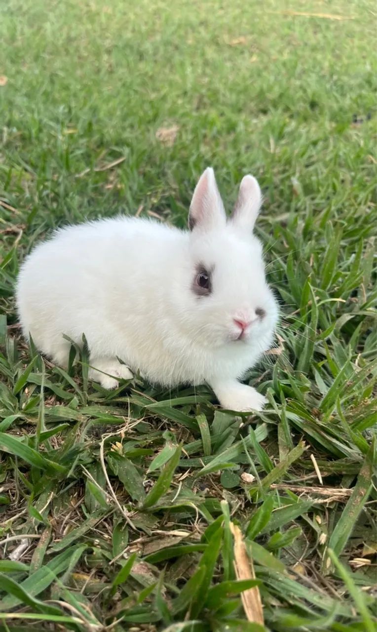 Mini coelho, Netherland  - Foto 3