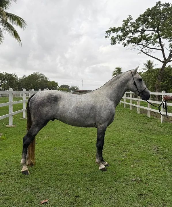 Vendo Cavalo mangalarga  - Foto 2