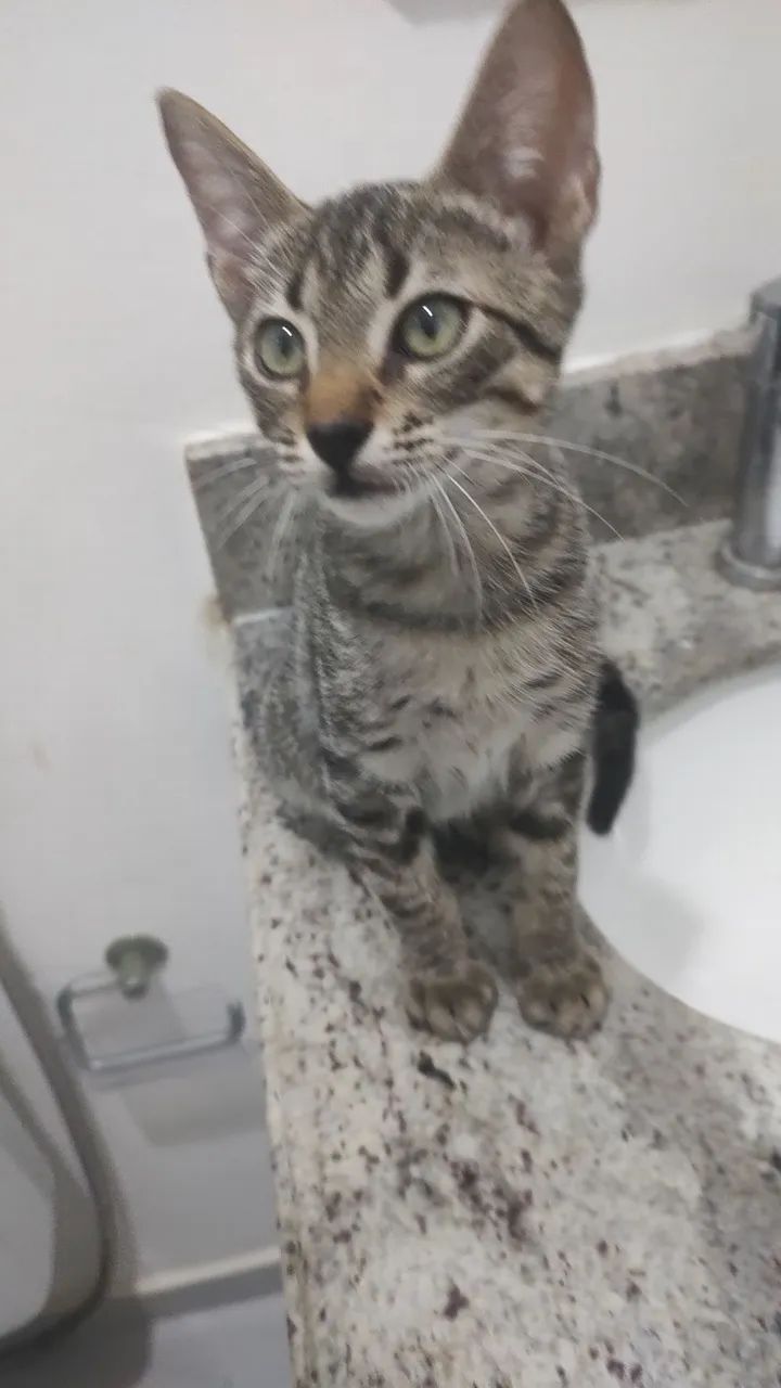 Adoção Responsável  - Foto 3