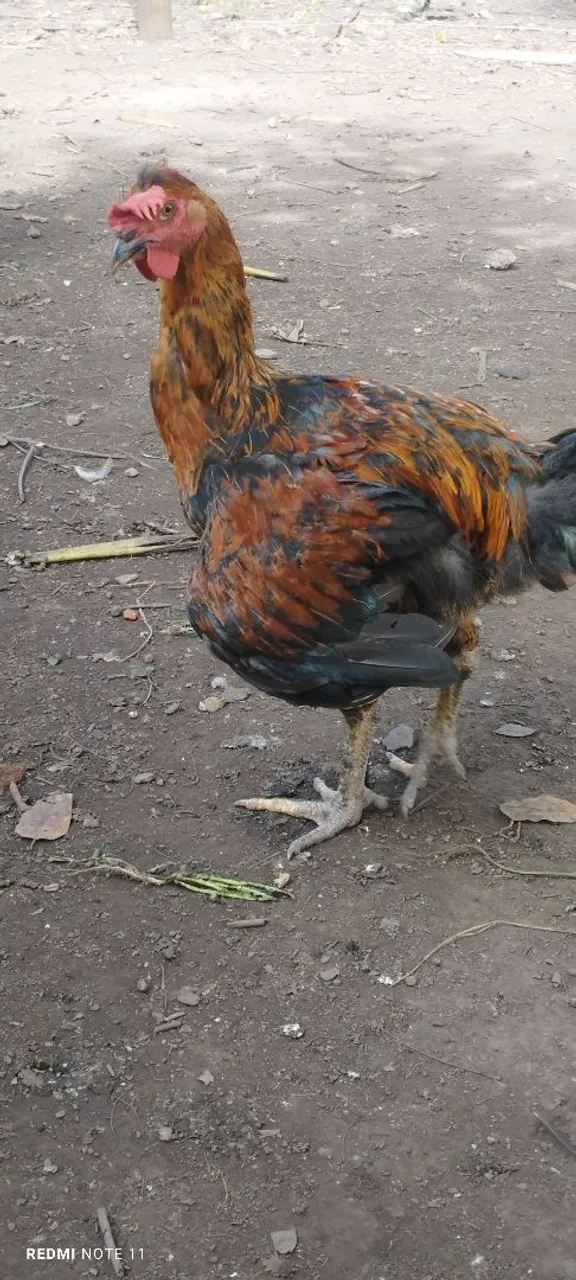 Frango GSB