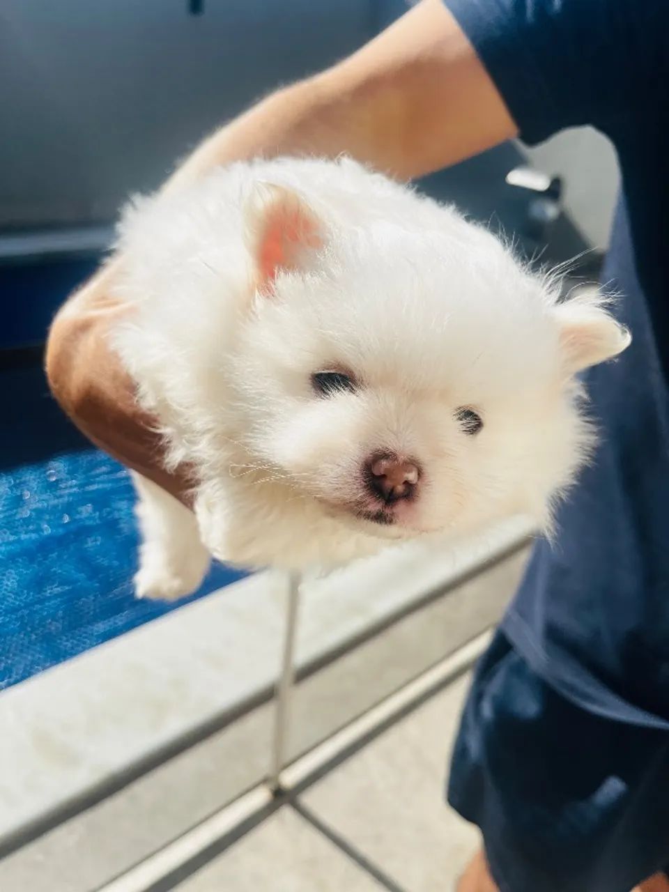 Cachorro Spitz Alemão  - Foto 2