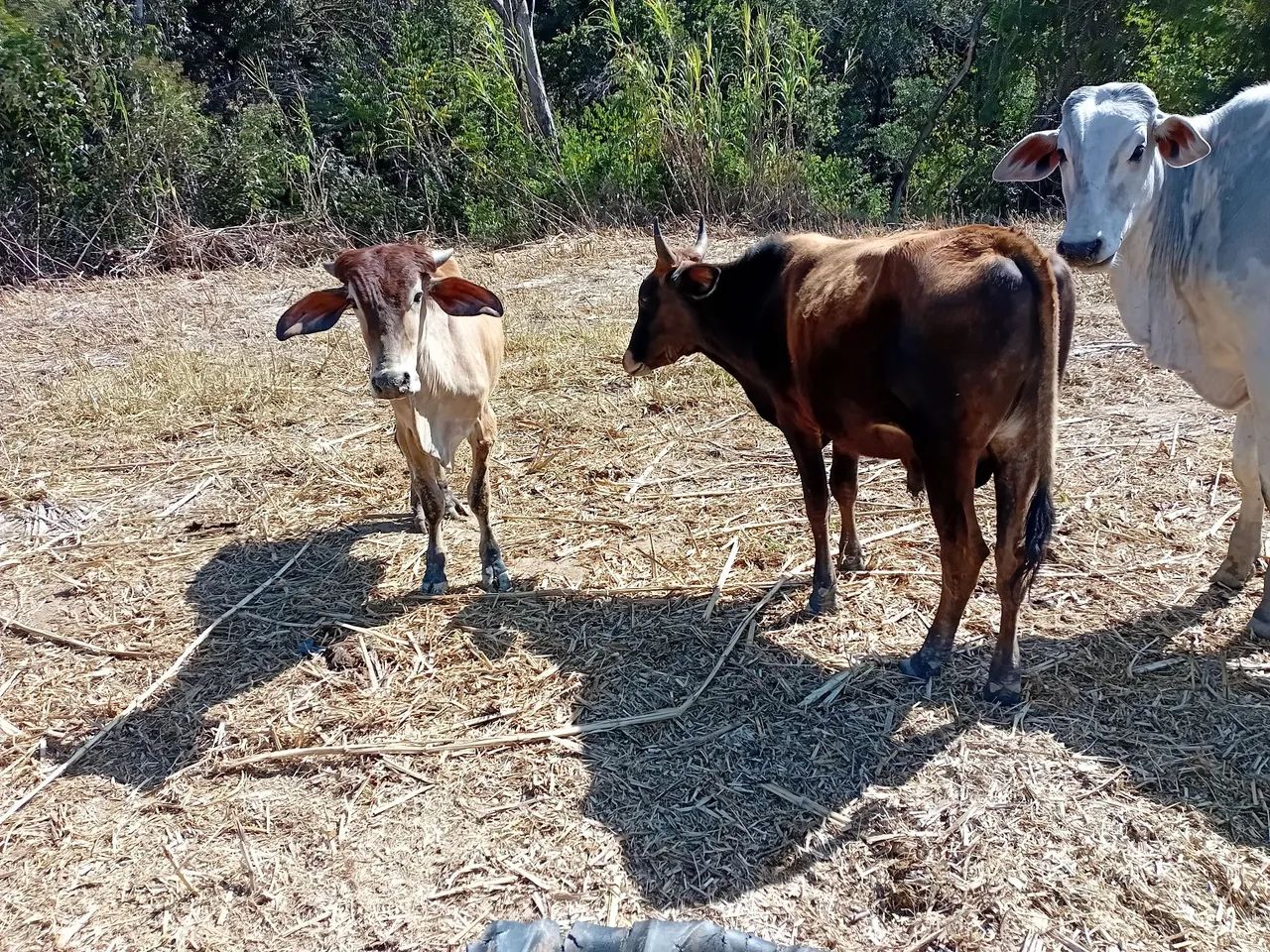 Garrotinhos  - Foto 5