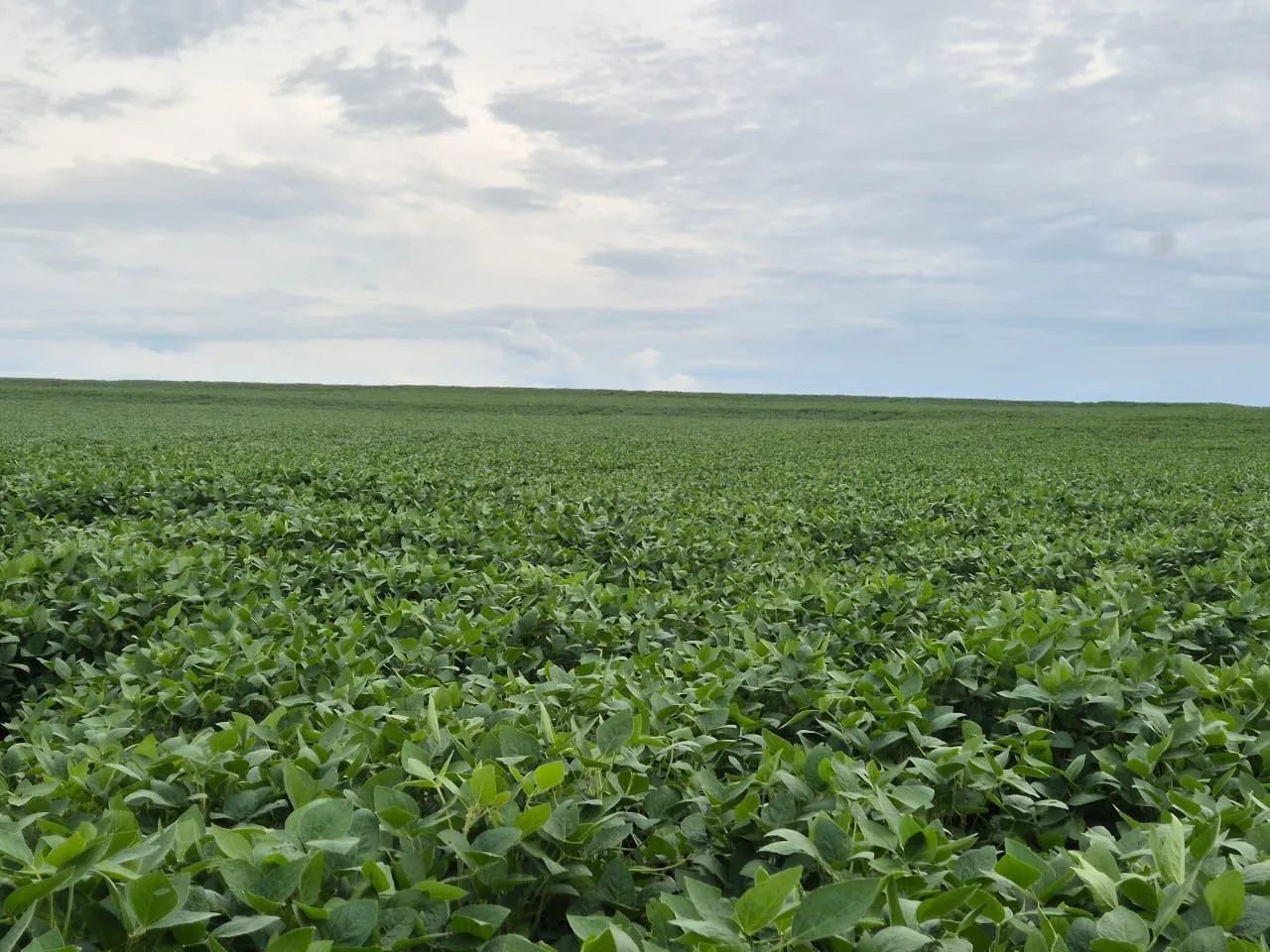 Fazenda  alta produção 100 alqueiro  - Foto 2