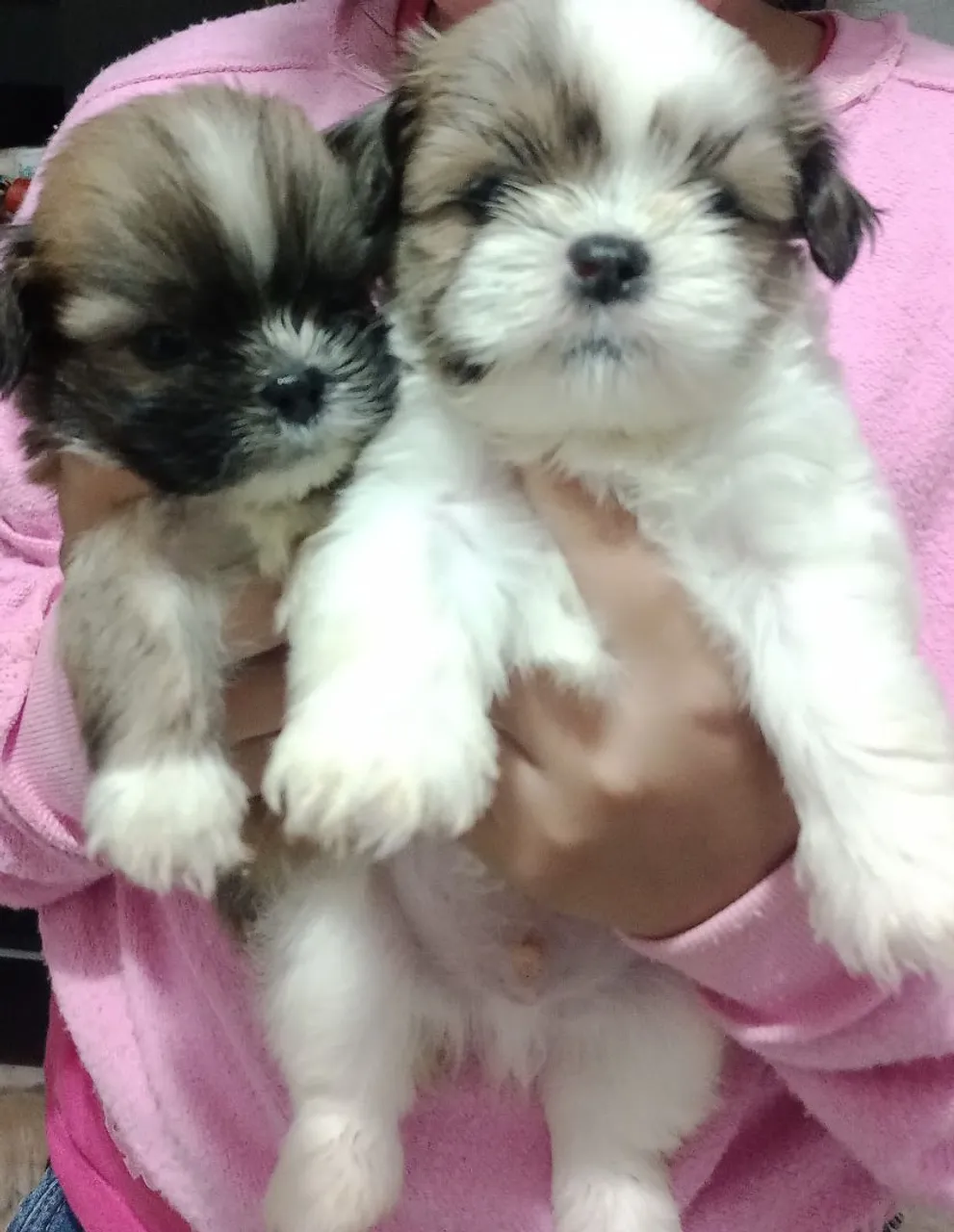 Shih Tzu machinho