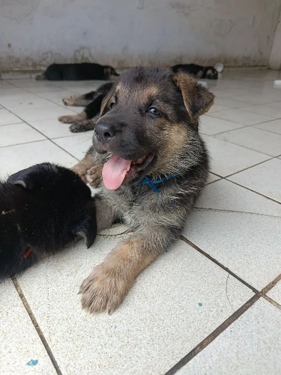 Pastor Alemão Capa Preta - Foto 3