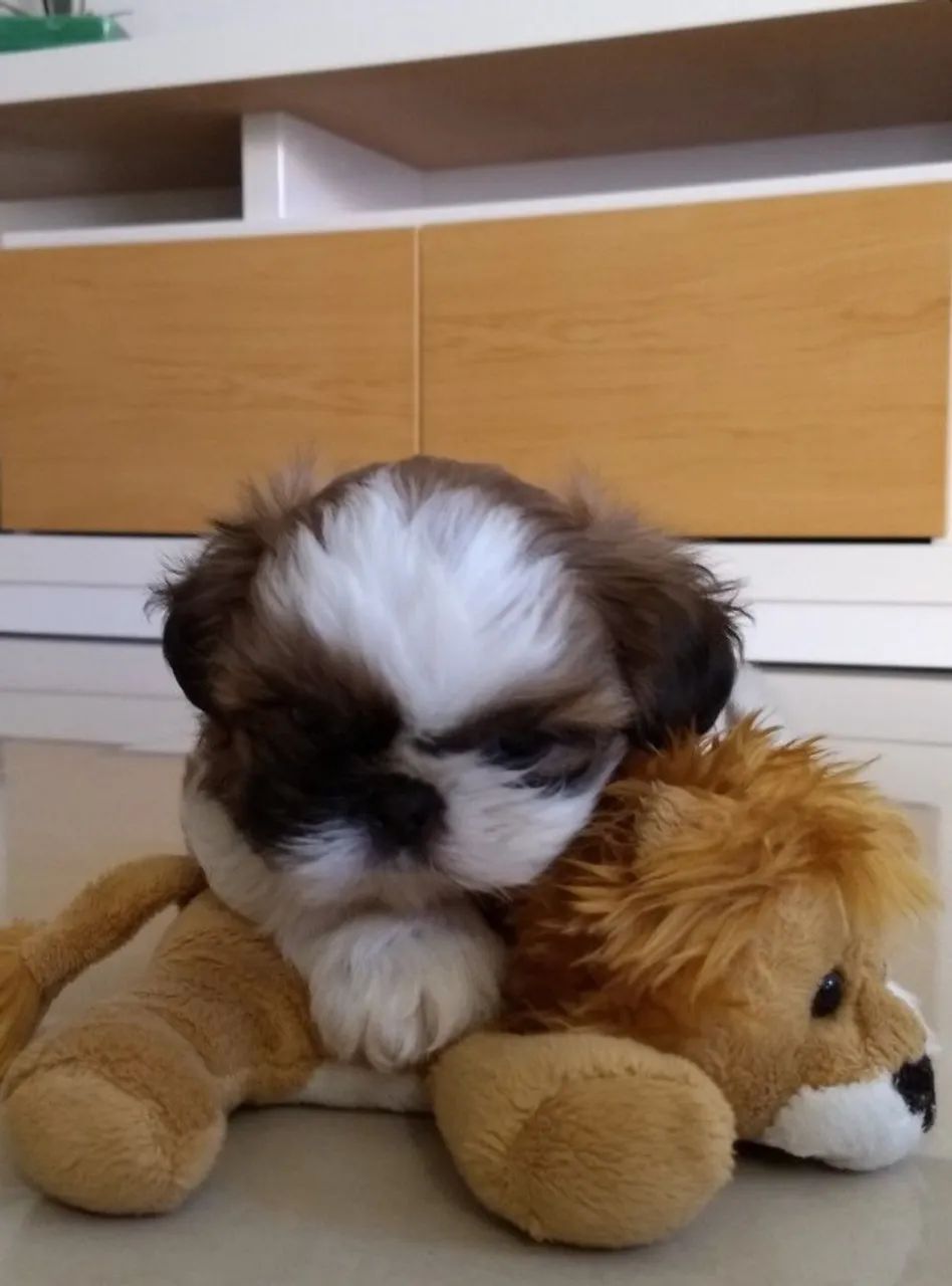 Shihtzu mini europeu - lindos bebes em promoção - vacinados - Foto 3