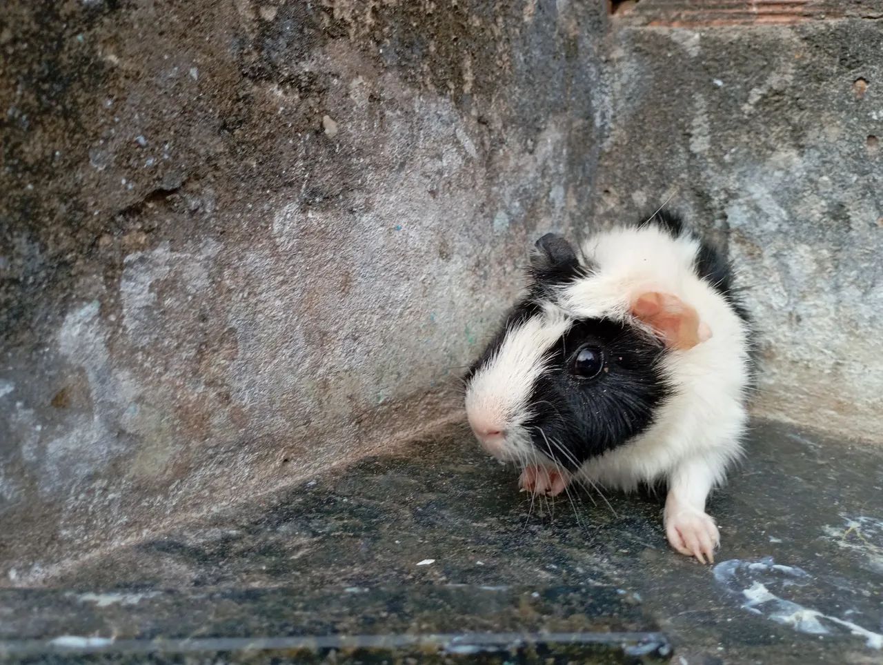 Porquinho da índia. - Foto 5