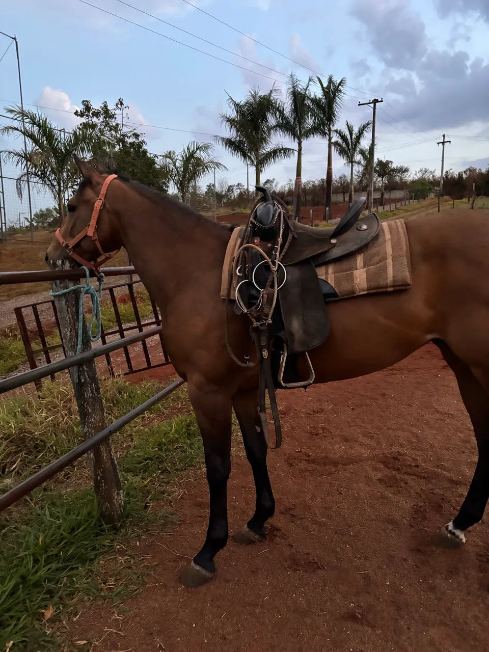 BETY DASH CHP - Foto 4