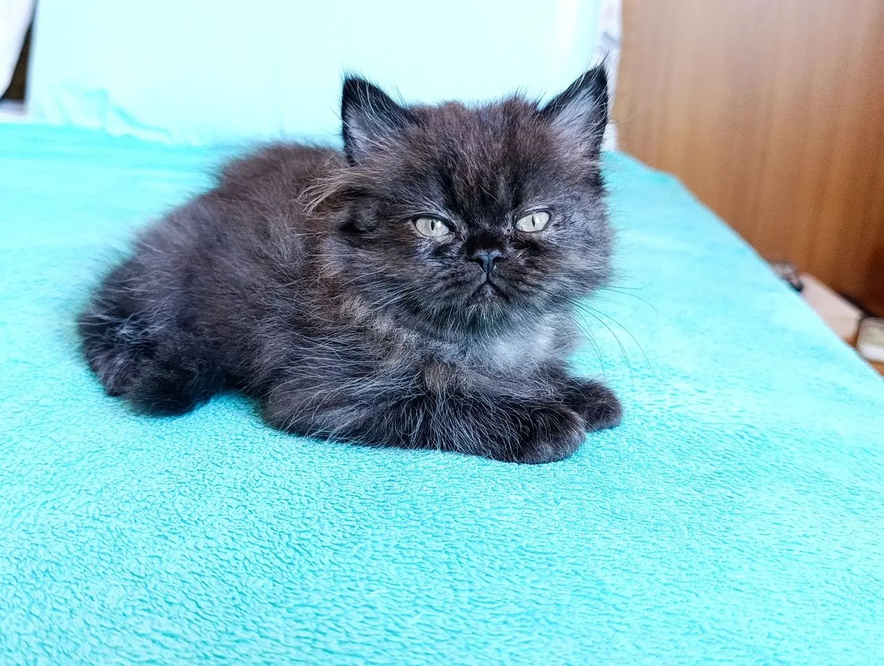 Gato persa macho com pedigree  - Foto 3