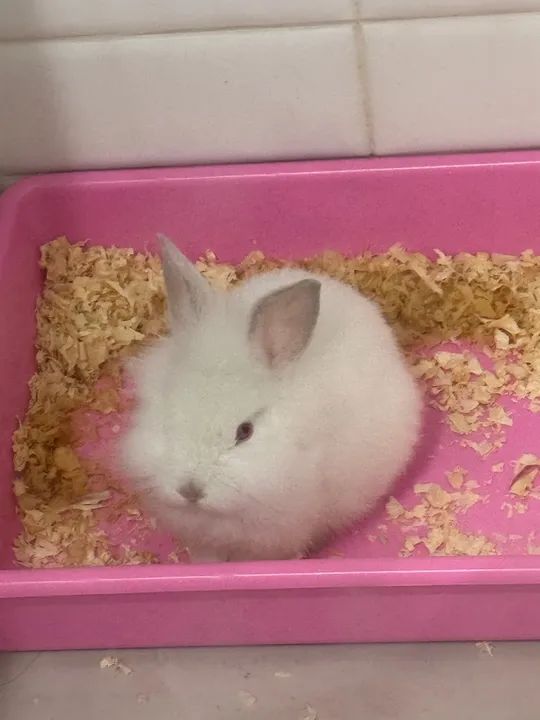 Coelho Branco Peludo - Foto 2