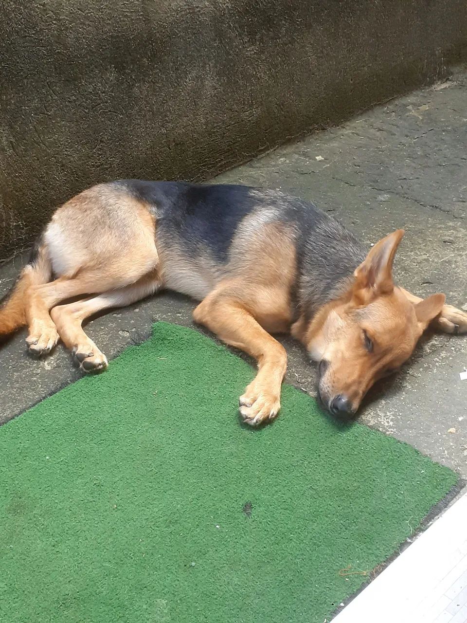 Cachorro pastor alemão - Foto 3