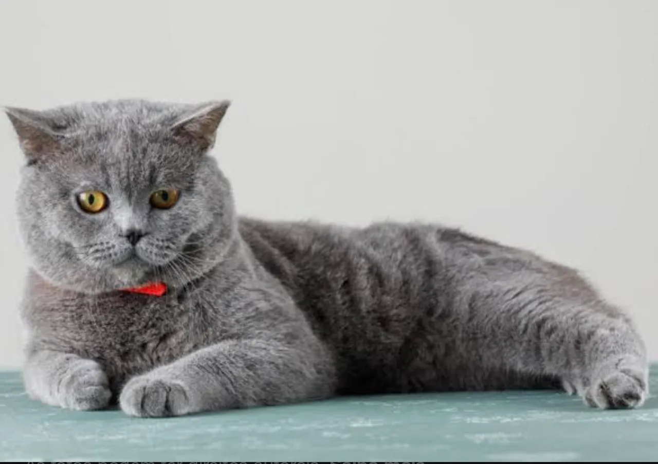 Gato Azul Russo para Adoção - Peludo e Charmoso