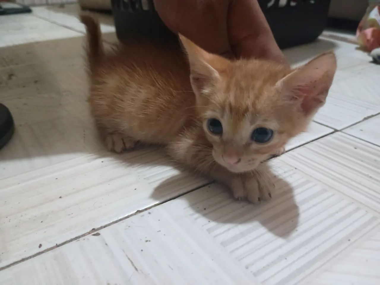 Gatinho Branco Fofo para Adoção - Foto 5