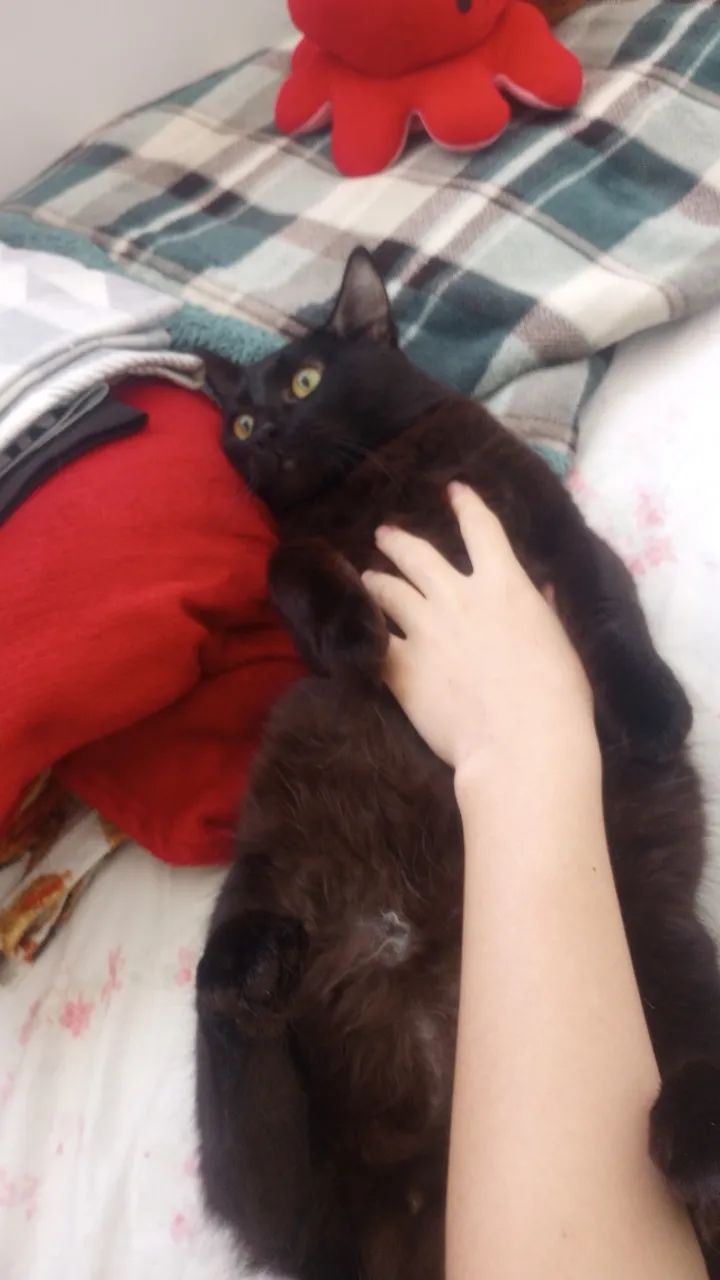 Doando esse gato macho 