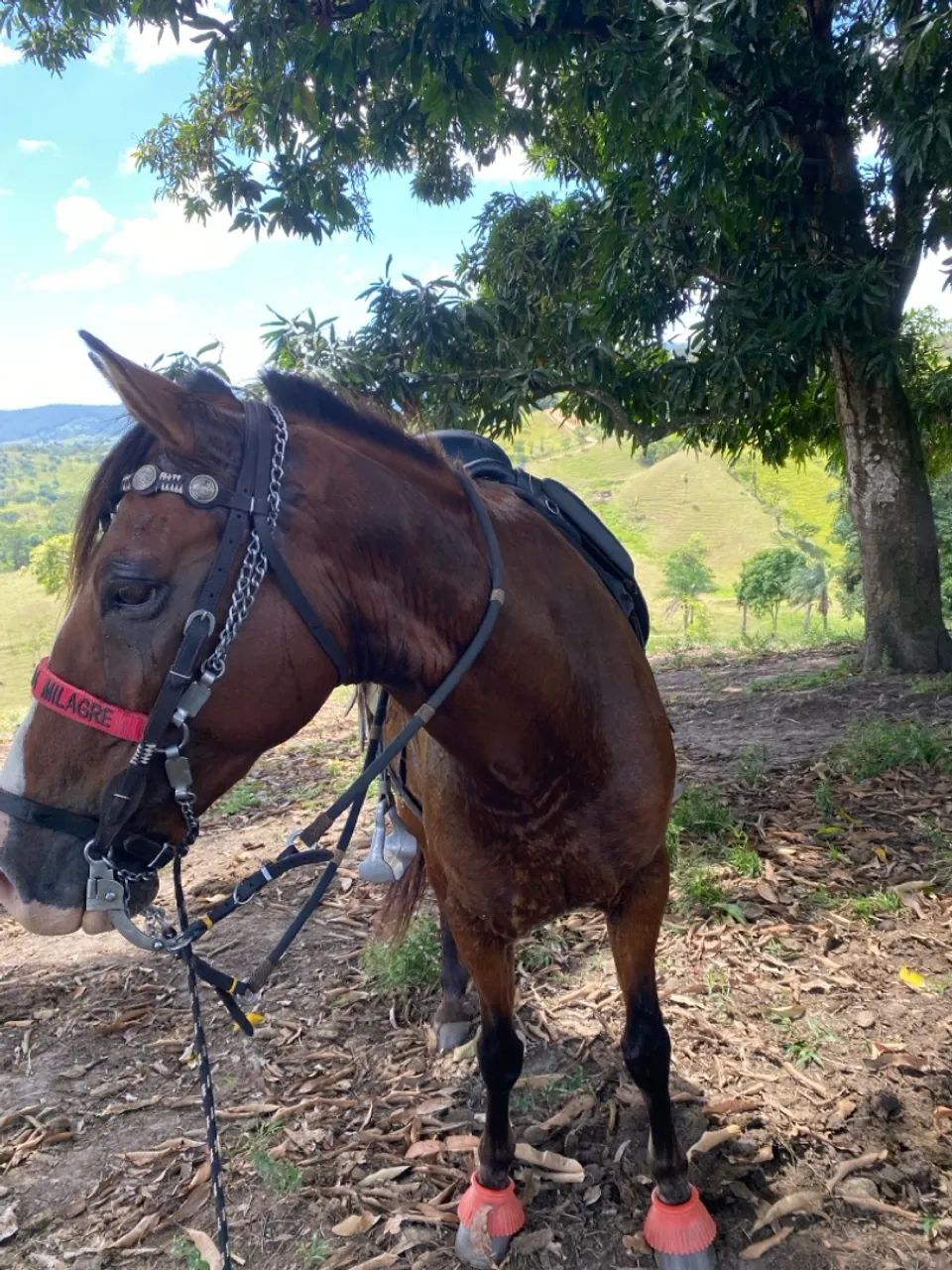 CAVALO LINDO E FORTE - MANGALARGA - MARCHA PICADA - Foto 4