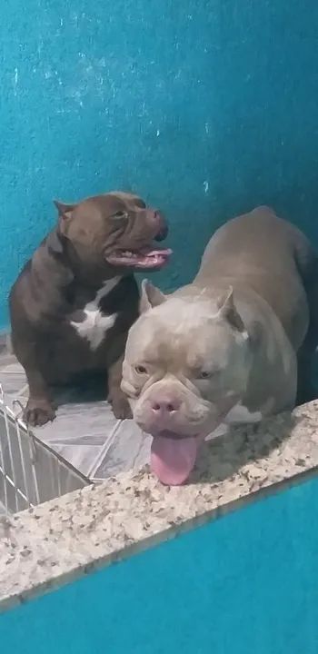 América Bully  - Foto 4