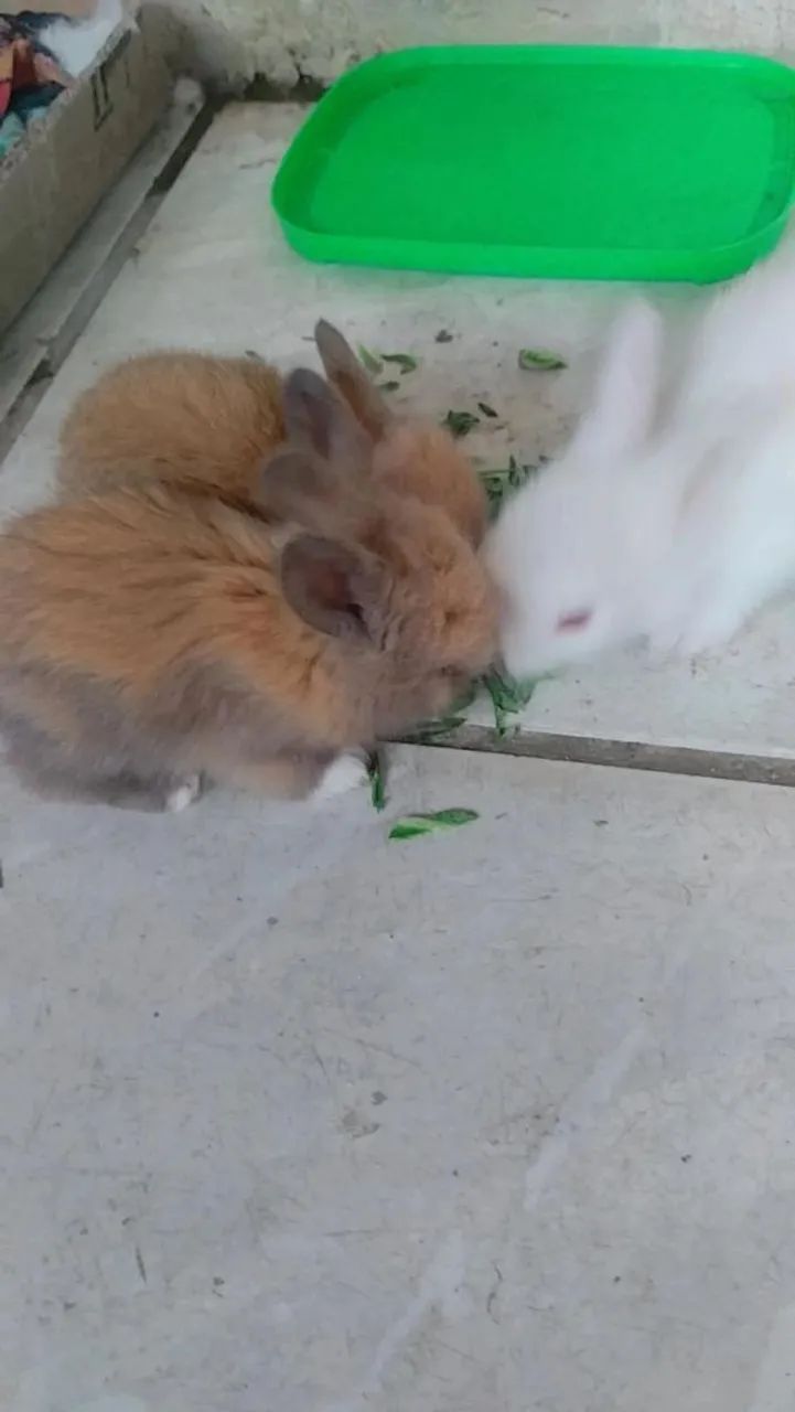 Coelhos de raça  - Foto 2