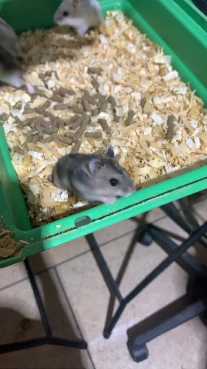 Vendo hamister e assessorias - Foto 3