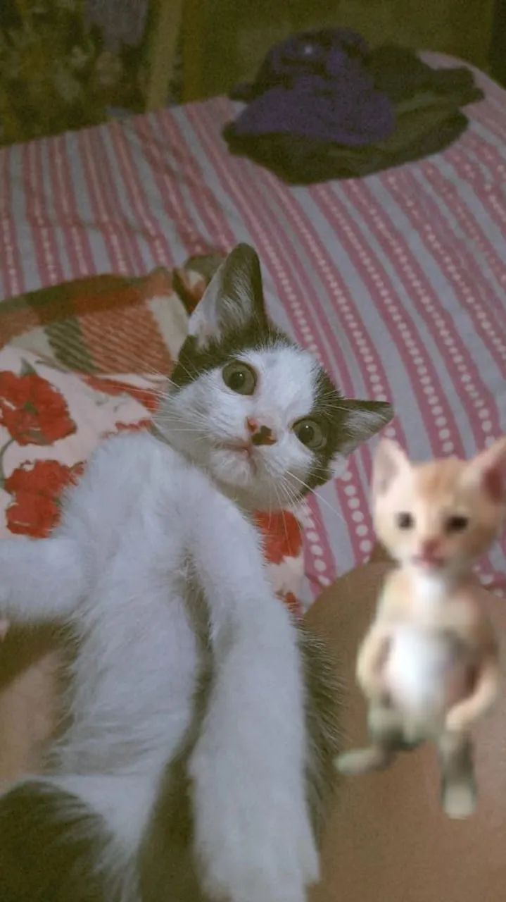 Gata Fêmea Branca e Preta para adoção responsáve!