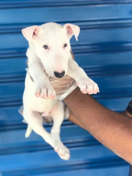 Bull Terrier Inglês pirata/fulvo/tricolor/, parcele em até 12x sem juros - Foto 2