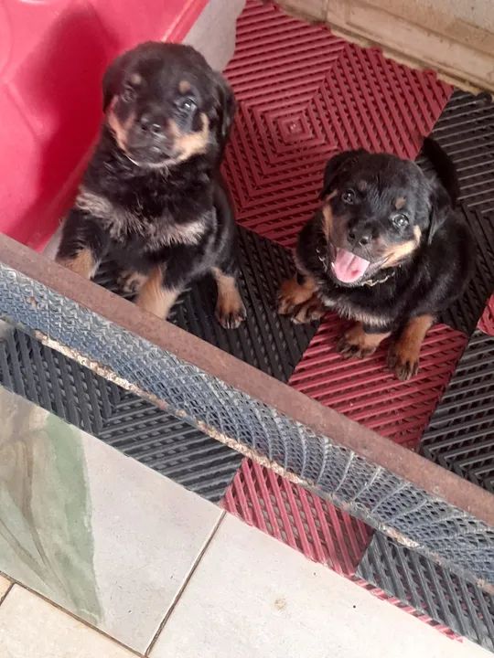 Dois filhotes de Rottweiler - Foto 3