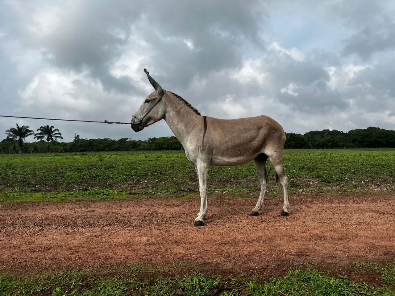 Jumenta Pêga registrada !  - Foto 4