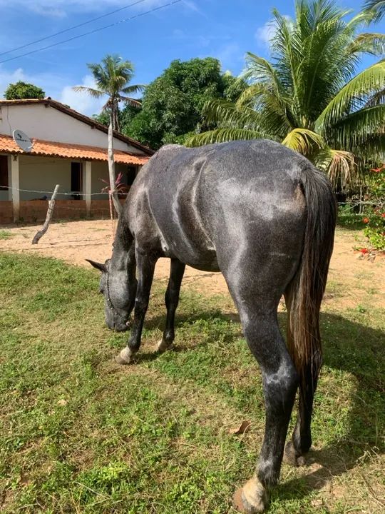  Vende está linda égua mestiça de mangalarga  - Foto 3