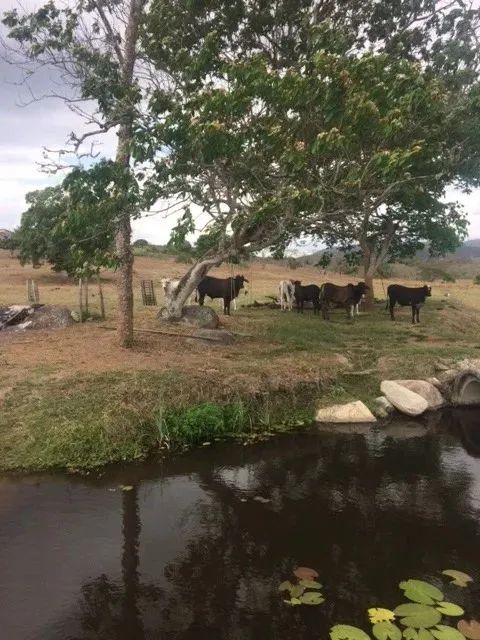 Ótimo para Empreendedorismo, Fazenda 16 hec, Rio e 2 Açudes Perene, Agrestina - Foto 3