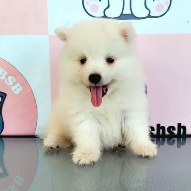 Spitz Japonês - Foto 2