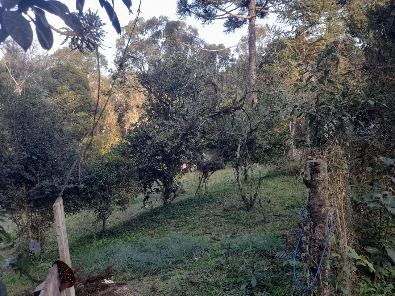 Chácara em Mandirituba  - Foto 4