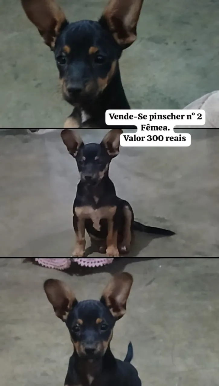 Pinscher nº 2 Fêmea - 300 reais
