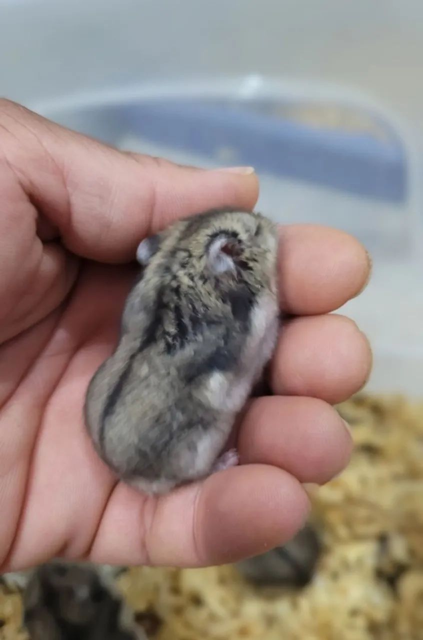Hamster anão russo filhotes  - Foto 2