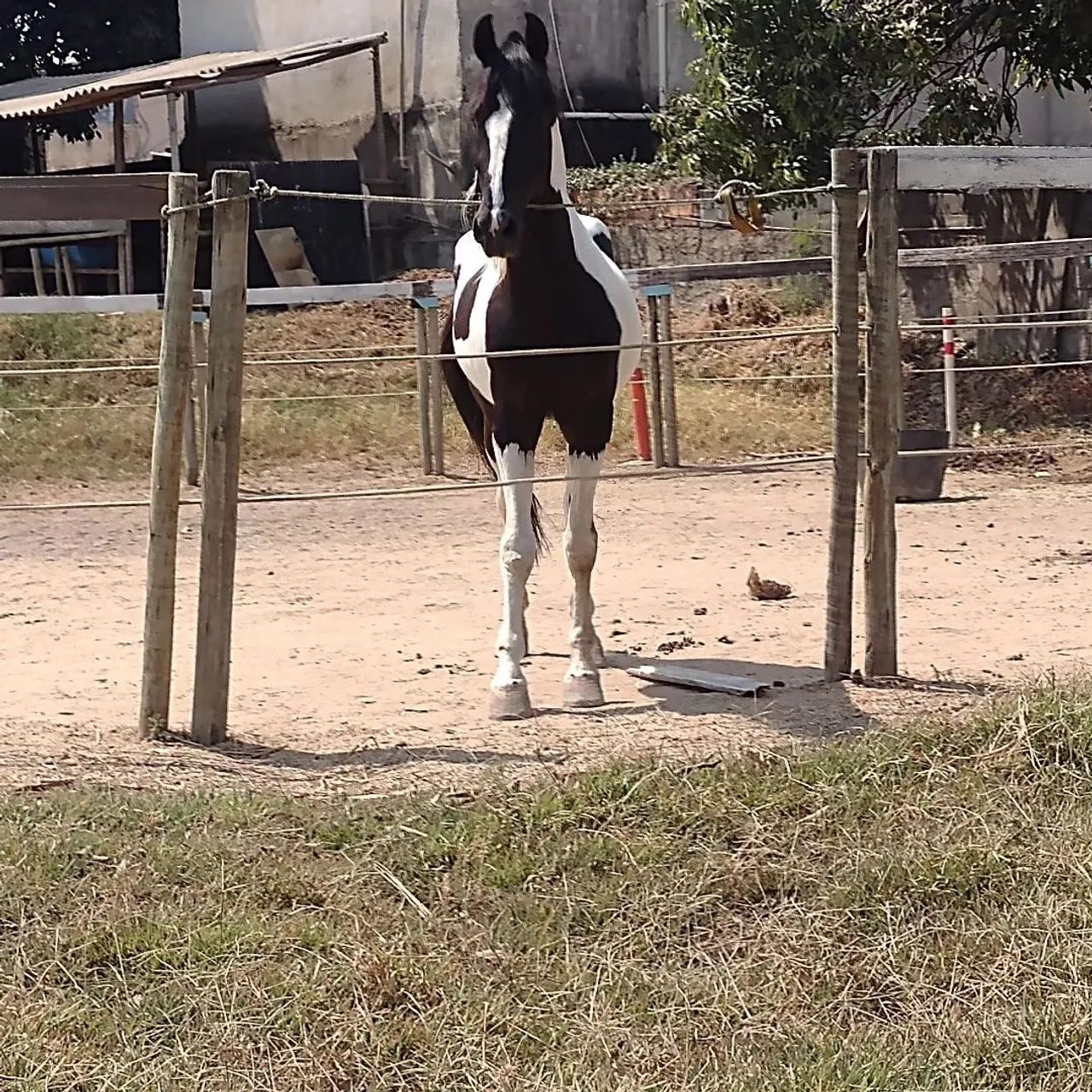 Cavalo pampa de preto,