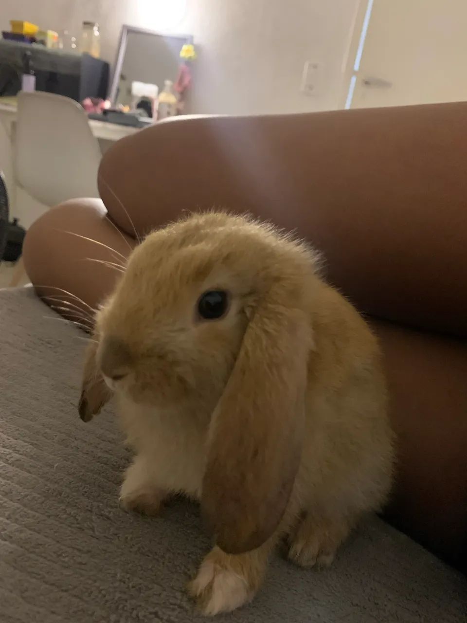 Coelho Mini Lop 