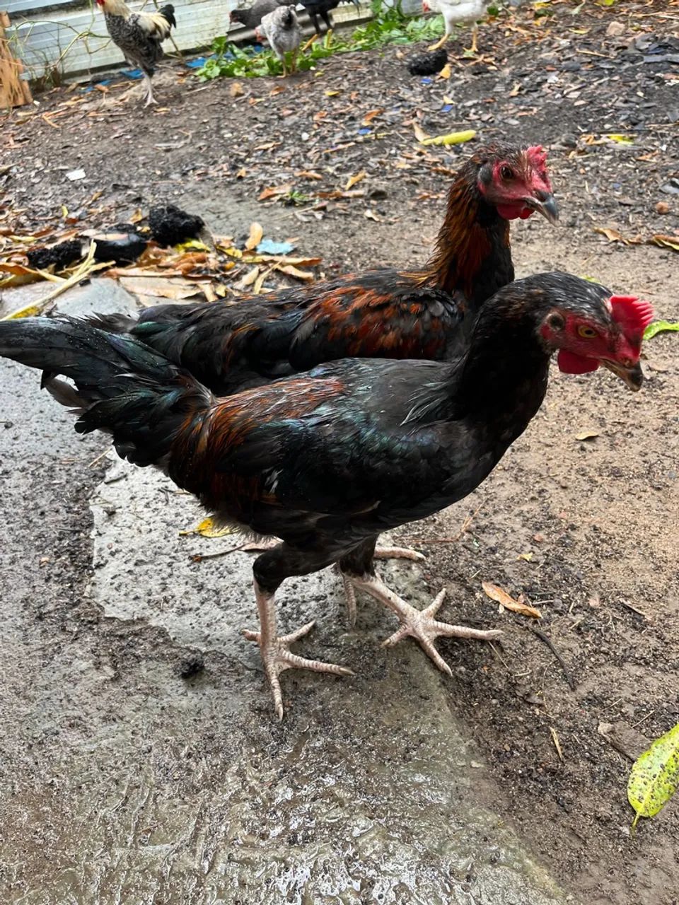 Frangos caipiras- disponível para venda - Foto 3