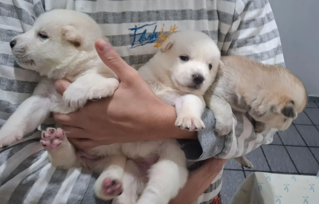 Filhotes Lindos e Fofinhos
