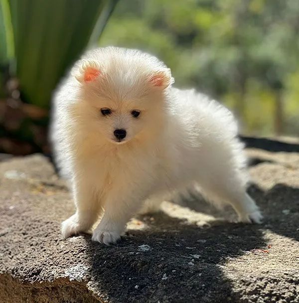Filhote de Spitz Alemão