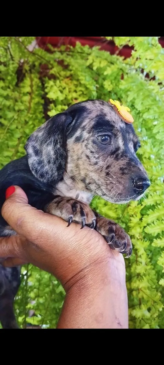 Filhote de Dachshund Teckel - Pelagem Exótica e Charmosa