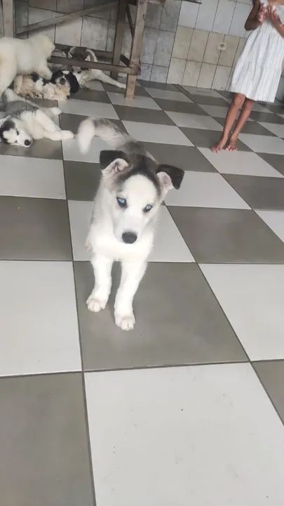 Filhotes de Husky Siberiano - Machos com Olhos Azuis - Foto 6