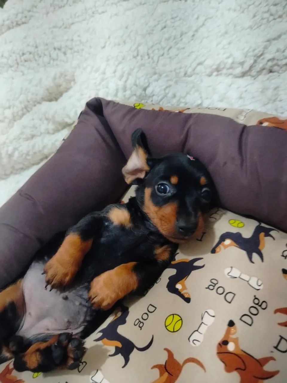 daschund mini pequenois e saudaveis  - Foto 2