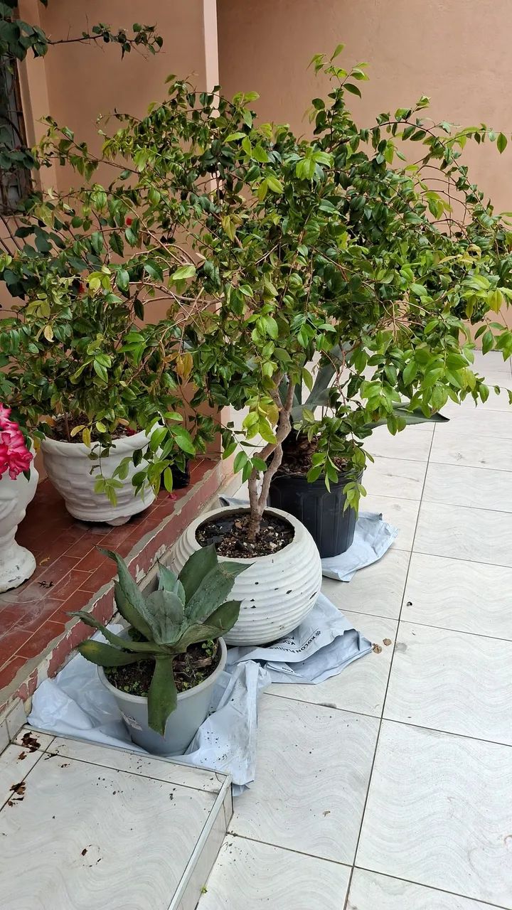 Mudas de tomate Cereja prontas para o plantio - Foto 4