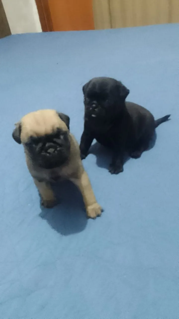 Filhotes de Pug - Lindos e Charmosos!