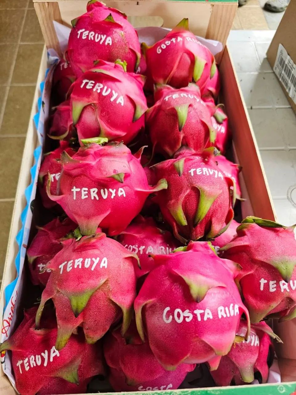 Mudas de Pitaya - Mais de 100 variedades ! - Foto 3