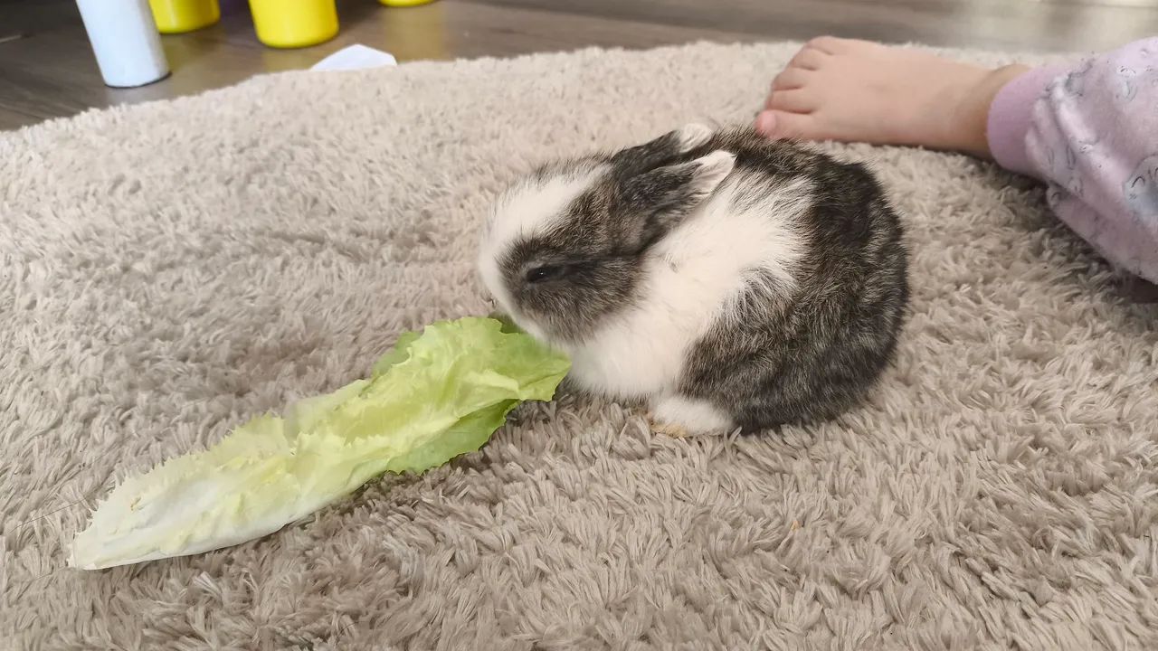 Filhotes de Mini Coelho64169288467459122