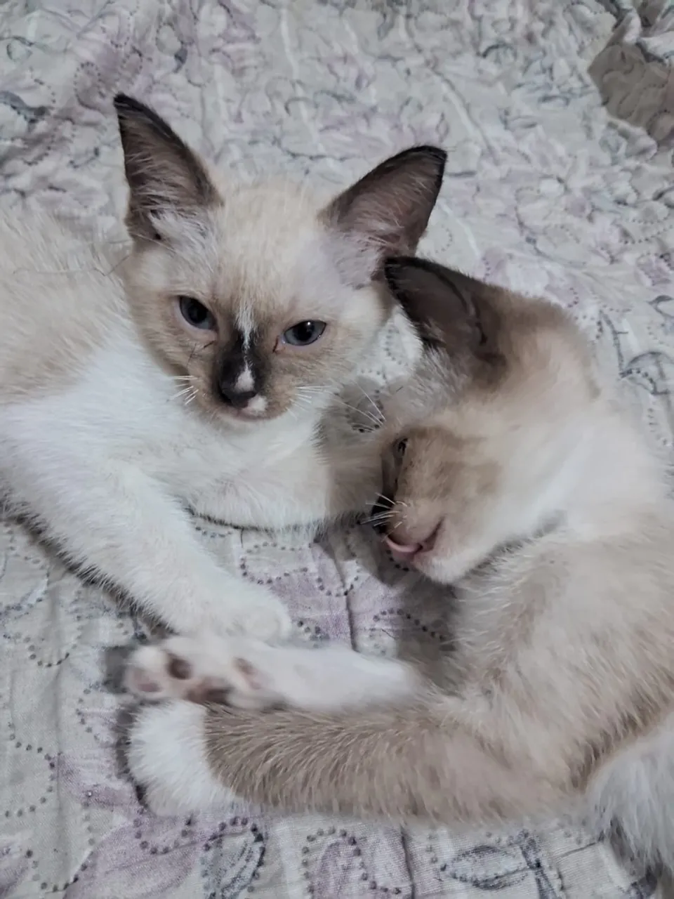 Lindos filhotes de gato