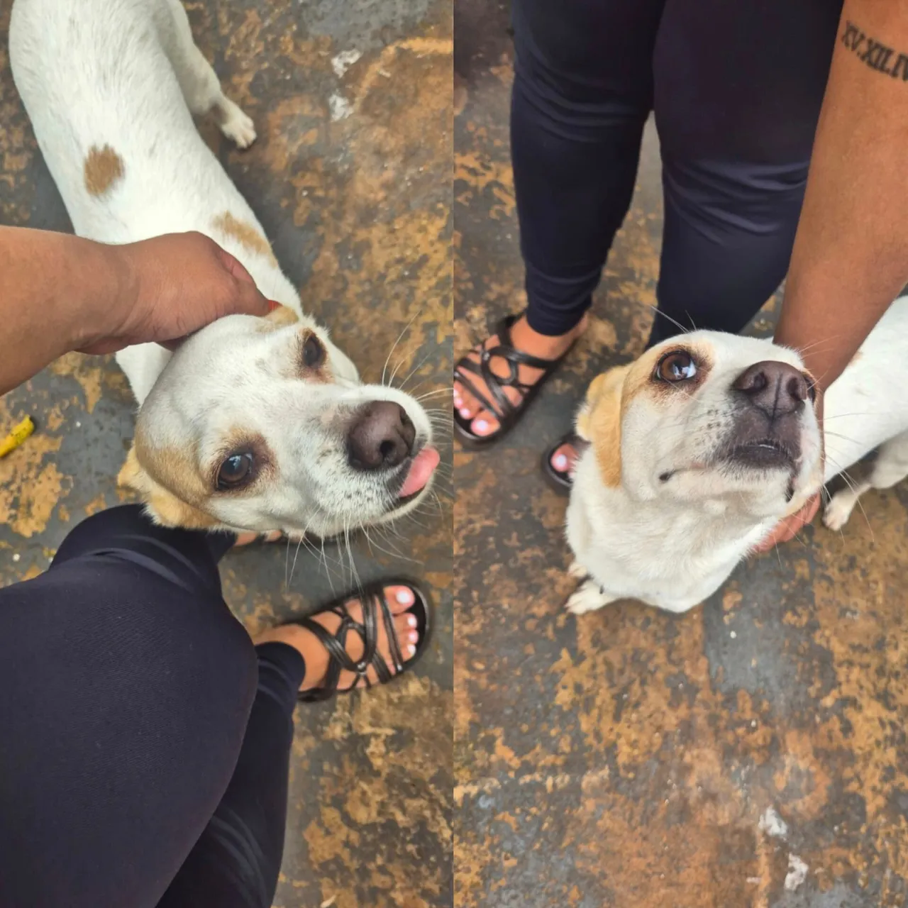PET SITTER / BABÁ DE PET