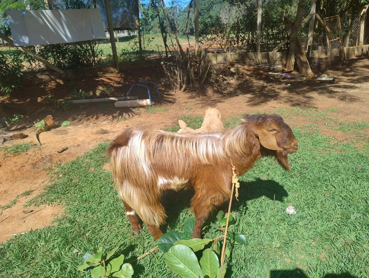 Bode vendo ou troco