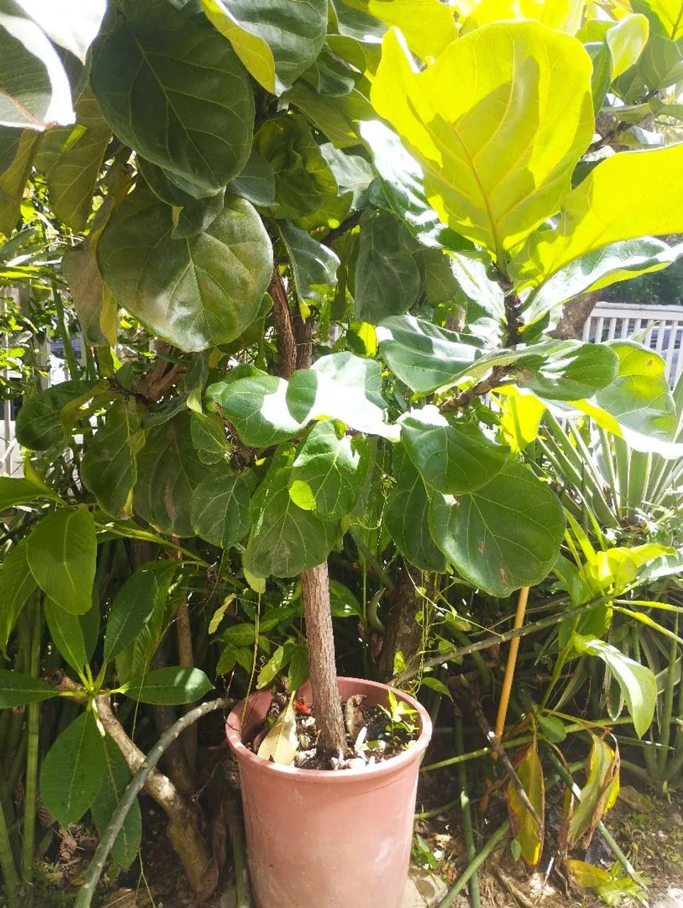 Muda de Ficus Lyrata (Figueira-lira) acompanha outras mudinhas. - Foto 2
